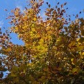 Fagus sylvatica 'Atropunicea' - 2