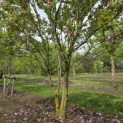 Magnolia 'Susan' - 3