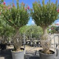 Lagerstroemia indica - Foto 3