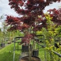 Acer palmatum 'Bloodgood' - 7