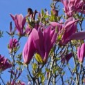 Magnolia 'Susan' - 1