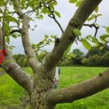 Malus domestica 'Collina' - 2