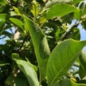 Magnolia soulangeana - Foto 3