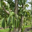 Prunus 'Sunset Boulevard' - Foto 4