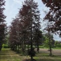 Fagus sylvatica 'Atropunicea' - 2