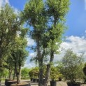 Quercus Suber - 3