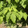 Acer Triflorum - 1