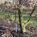 Carpinus betulus - 4
