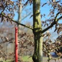 Carpinus betulus - 3