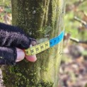 Carpinus betulus - 1