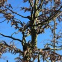 Carpinus betulus - 2