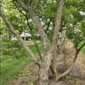 Gymnocladus dioica - 1