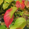 Parrotia persica - Foto 1