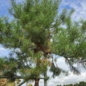 Pinus sylvestris - Foto 2