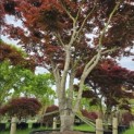 Acer palmatum 'Atropurpureum' - 1