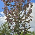 Prunus serrulata 'Kanzan' - 4