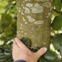 Fagus sylvatica 'Atropunicea' - 1