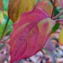 Cornus kousa 'Milky Way' - Foto 1