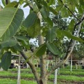 Juglans regia 'Cyril' - Foto 3