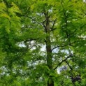Gleditsia triacanthos 'Sunburst' - Afbeelding 3