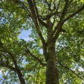 Acer palmatum - Foto 5