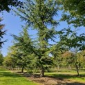 Cedrus libani - 3