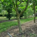 Platanus x hispanica - Afbeelding 2
