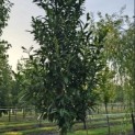 Prunus laur. Caucasica - 3
