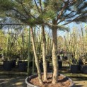 Pinus nigra 'Nigra' - 2