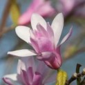 #99 Magnolia loebneri 'Leonard Messel' Magnolie