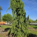Cedrus deodara 'Pendula' - 4