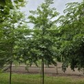 Styrax japonicus - 1