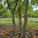 Platanus x hispanica - 3