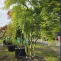 Acer palmatum 'Emerald Lace' - 3