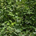 Tilia cordata - Foto 2
