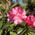 Rhododendron Yakushimanum'Marlis' - Foto 4