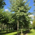 Alnus x spaethii 'Spaeth' - 1