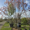 Magnolia 'Soulangeana' - Foto 6