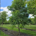 Robinia margaretta 'Casque Rouge' - Foto 5