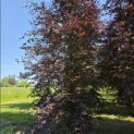 Fagus sylvatica 'Atropunicea' - Foto 3