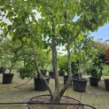 Davidia involucrata - 2
