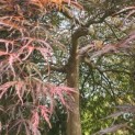 Acer palmatum 'Garnet' - Foto 9
