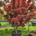 Acer palmatum 'Jerre Schwartz' - Foto 1