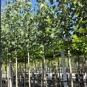 Tilia x flavescens 'Glenleven' - Foto 1