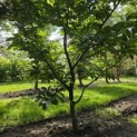 Castanea Sativa - 2025