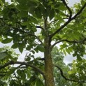 Carya illinoinensis - 4