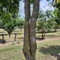 Liquidambar styraciflua - 3