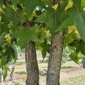 Liquidambar styraciflua - 4