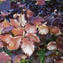 Fagus sylvatica 'Atropunicea' - 2