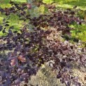 Fagus sylvatica 'Atropunicea' - 1